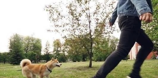 娱乐吃瓜酱遛狗小说,狗界风云录